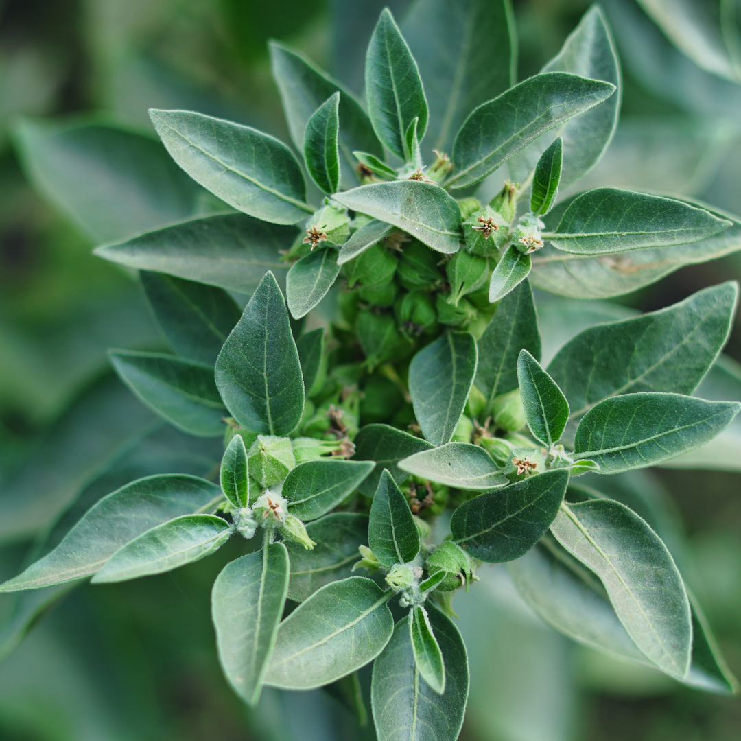 What is Ashwagandha, and How Does It Work?