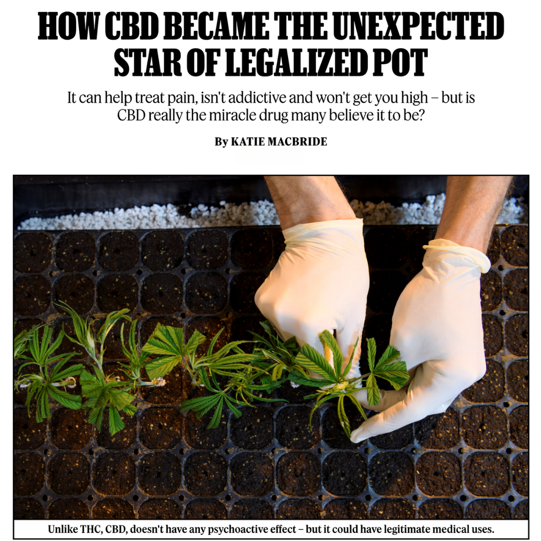 Gloved hands handling a young cannabis plant cutting over a tray of soil pods, symbolizing the growing role of CBD in the legalized cannabis industry.